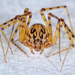 Spider Extermination Service - Residential Pest Control near Salt Lake City, Utah