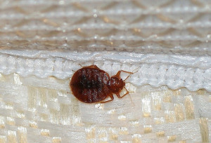 Bedbug Pest Control in Ogden, Utah