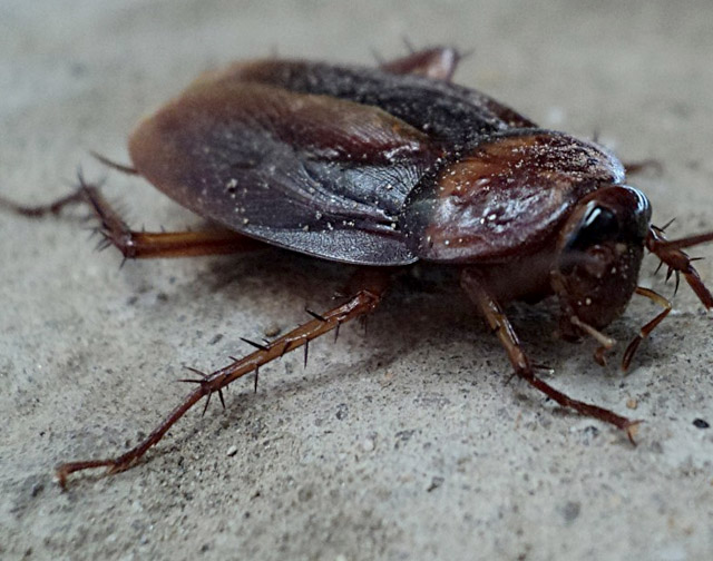 Cockroach Pest Control in Ogden, Utah
