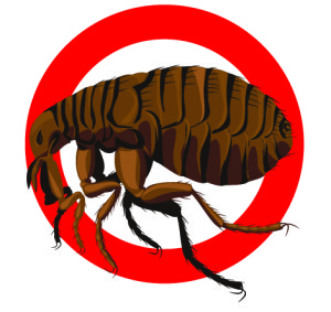 Bedbug-Cartoon-Drawing