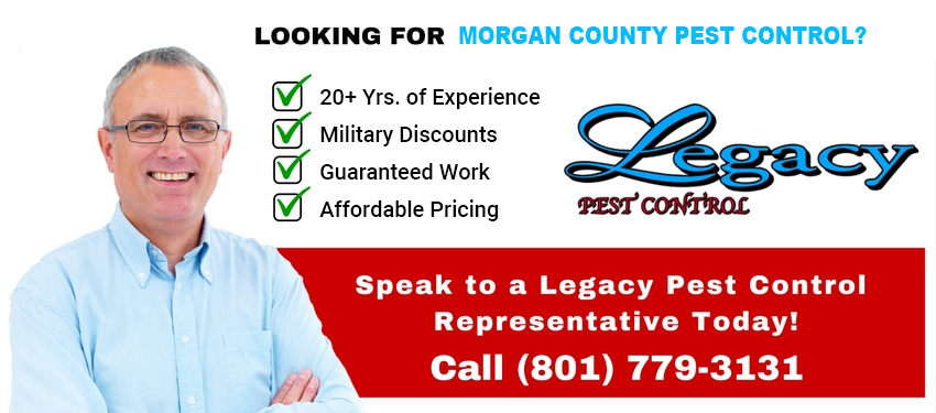 legacy-morgan-county-pest-control