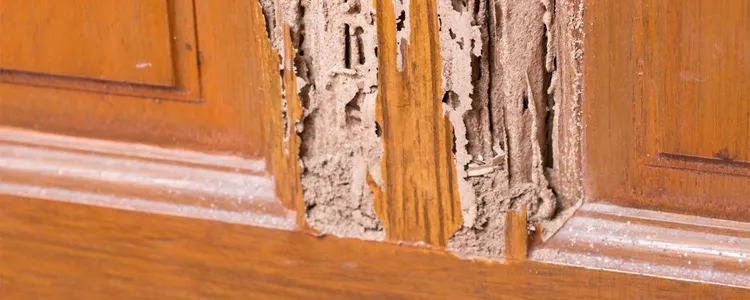 A section of a wooden door frame showing severe damage requiring termite control.