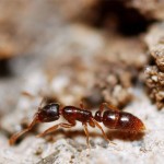 Ants Pest Control in Utah