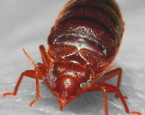 Expert Bed Bug Pest Control Utah