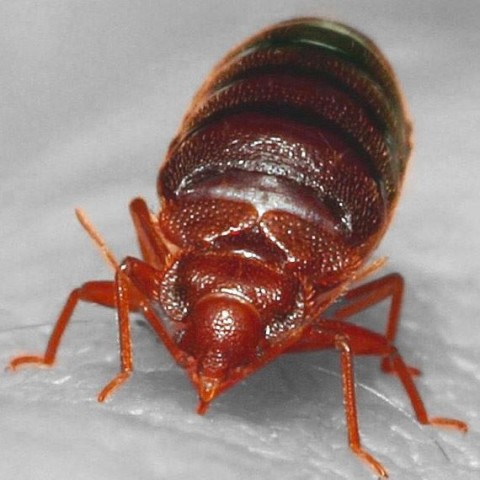 Expert Bed Bug Pest Control Utah