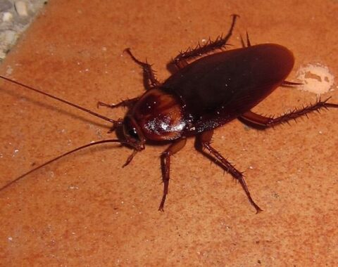 Cockroach Pest Control in Utah
