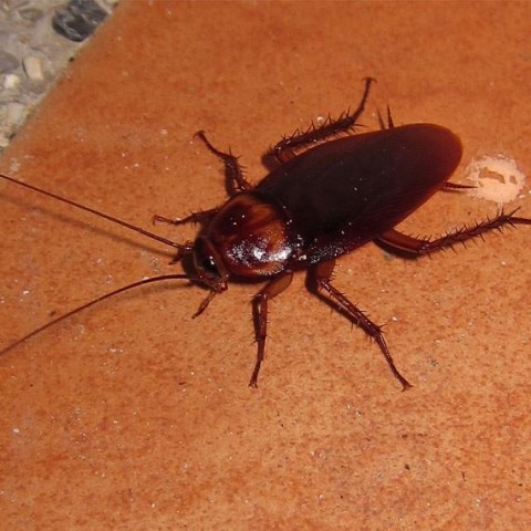 Cockroach Pest Control in Utah