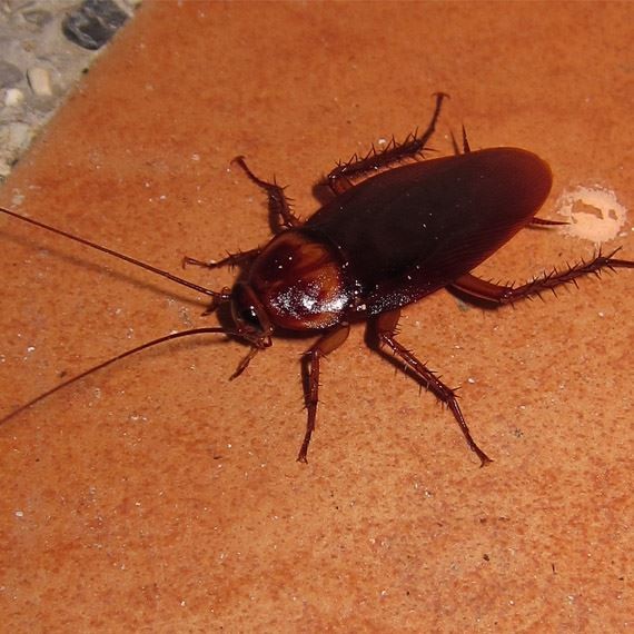 Cockroach Pest Control Utah