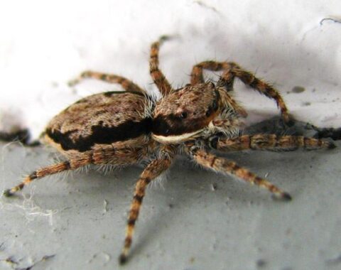 Spider Pest Control Utah