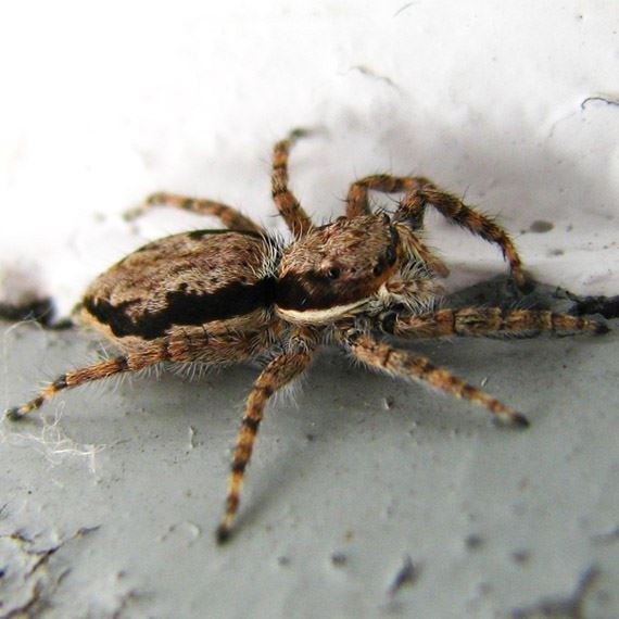 Spider pest control in Utah
