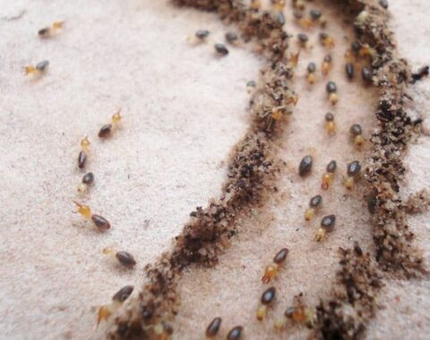 Termite Pest Control Utah