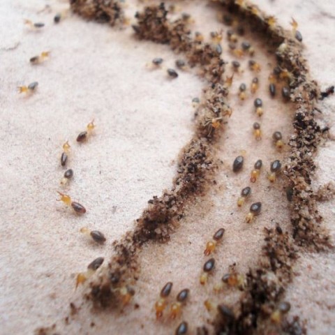 Termite Pest Control Utah