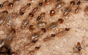 Termite Pest Control in Ogden Utah