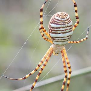 Spider Extermination Service - Residential Pest Control near Salt Lake City, Utah