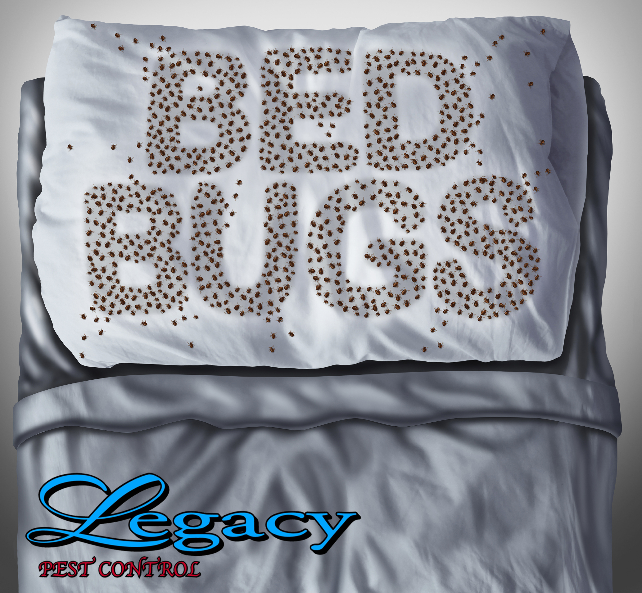 Bed-Bugs-On-Pillow-Text-Graphic