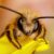 Bee Exterminator Experts: Legacy Pest Control’s Buzz-Worthy Solutions