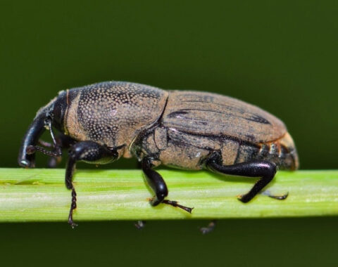 Billbug Pest Control in Utah