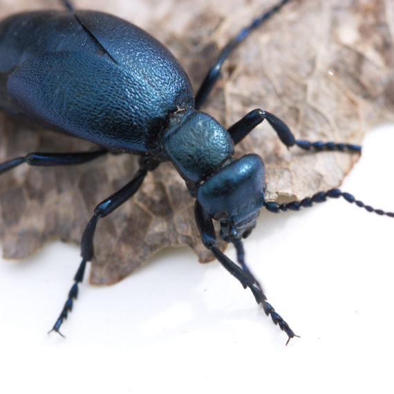 Beetle Pest Control Utah