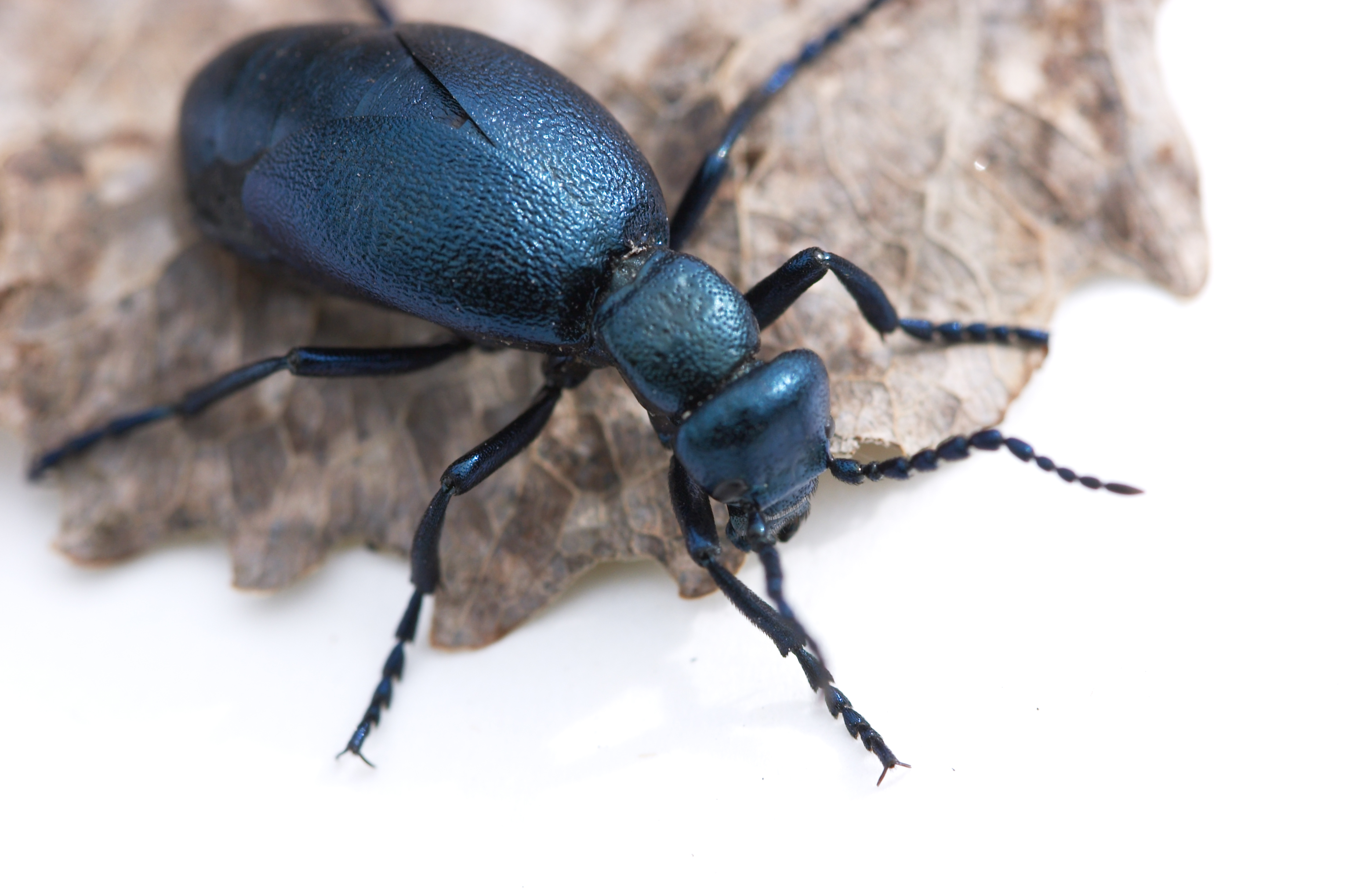 Carpet Beetles, Utah's most common pest