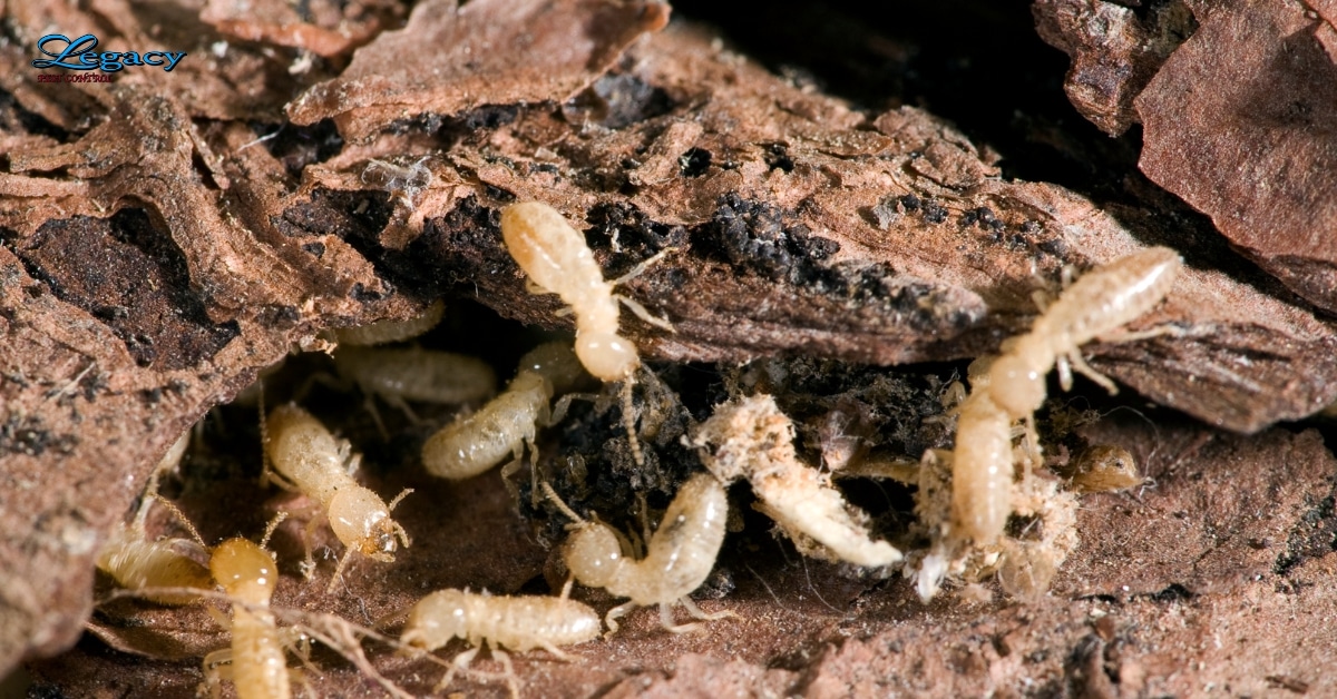 Mud tubes built by termites on a concrete foundation