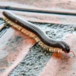 Centipede and Millipede Pest Control Utah