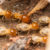 Do Termites Live in Winter?