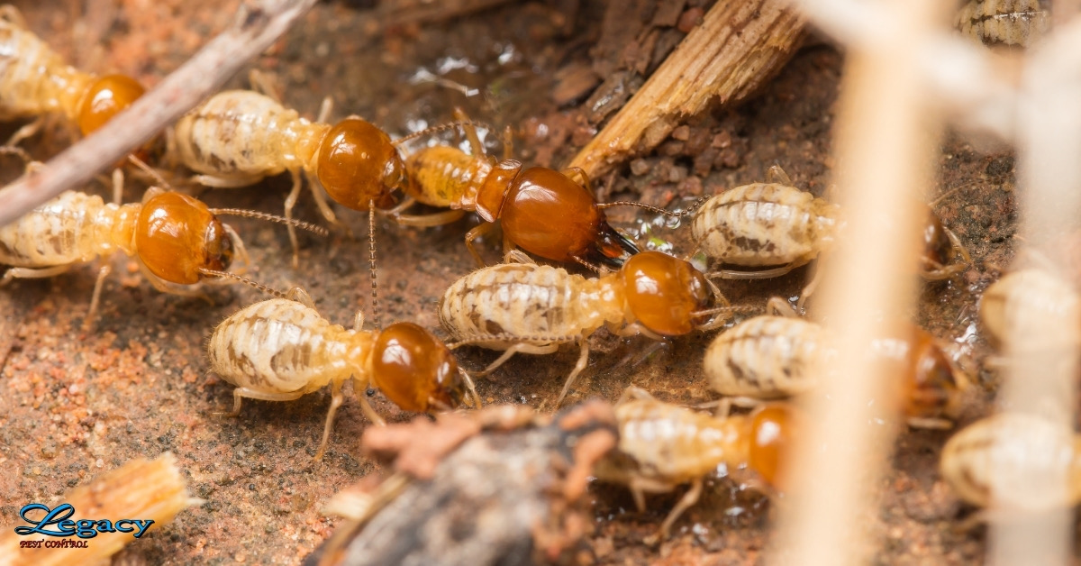 We Can Help You How To Tell if Termites Are Active in Your House