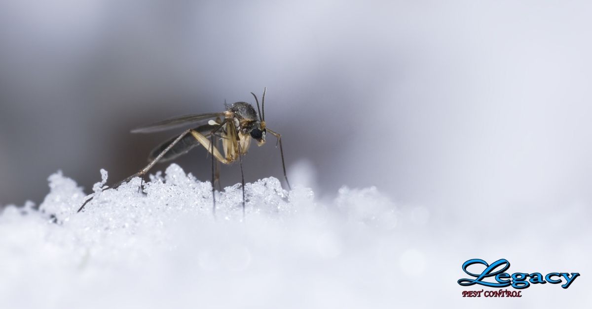 Winter Pests- Mosquito