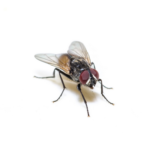 Fly Pest Control in Utah