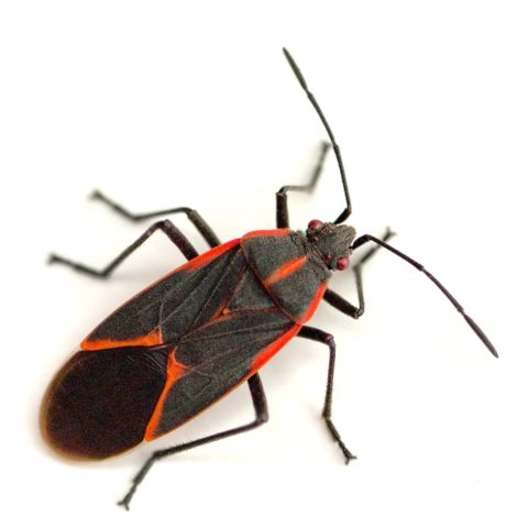 Boxelder Bugs Pest Control in Utah