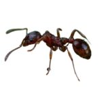 Harvester Ants Pest Control & Extermination Services In Utah