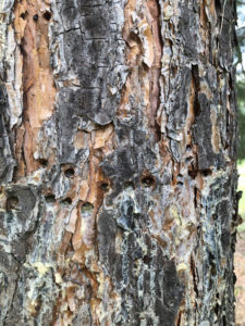 Close up of tree borer holes in evergreen - Arborjet Tree Trunk Injections for Insects