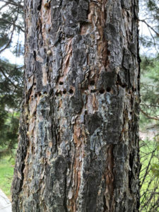 tree borer holes in evergreen - Arborjet Tree Trunk Injections for Insects