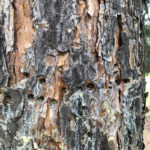 tree borer holes close-up - Arborjet Tree Trunk Injections for Insects