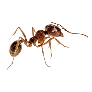 Pavement Ants Pest Control & Extermination in Utah