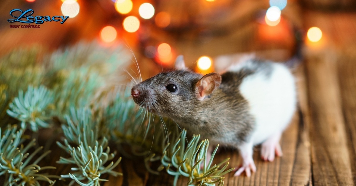 Rat Near Christmas Tree