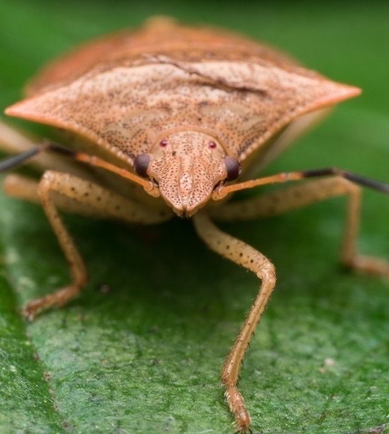 Stink Bugs Pest Control & Extermination Services in Utah