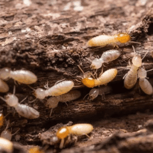 Subterranean termites moving through soil tunnels