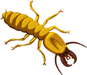 Termite infestation graphic - Legacy Pest Control in Logan, Utah