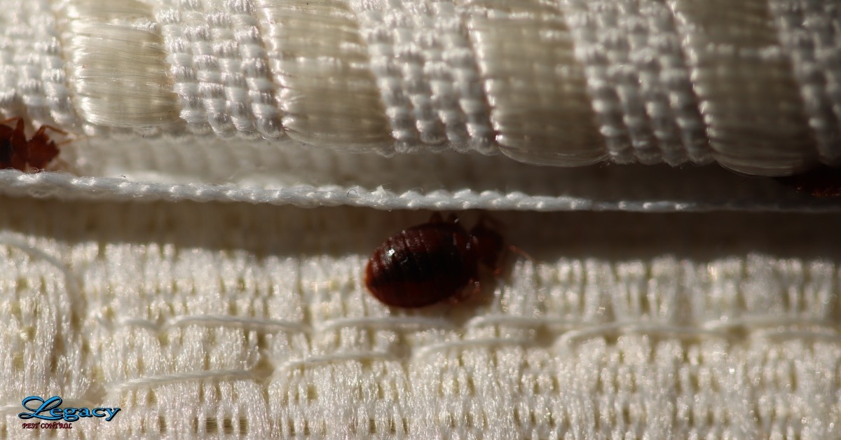 bed bug treatment