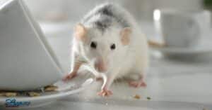 Expert mice exterminator at work in Utah, Legacy Pest Control
