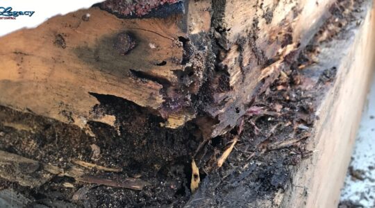 The Top Warning Signs of a Termite Infestation Every Homeowner Should Know