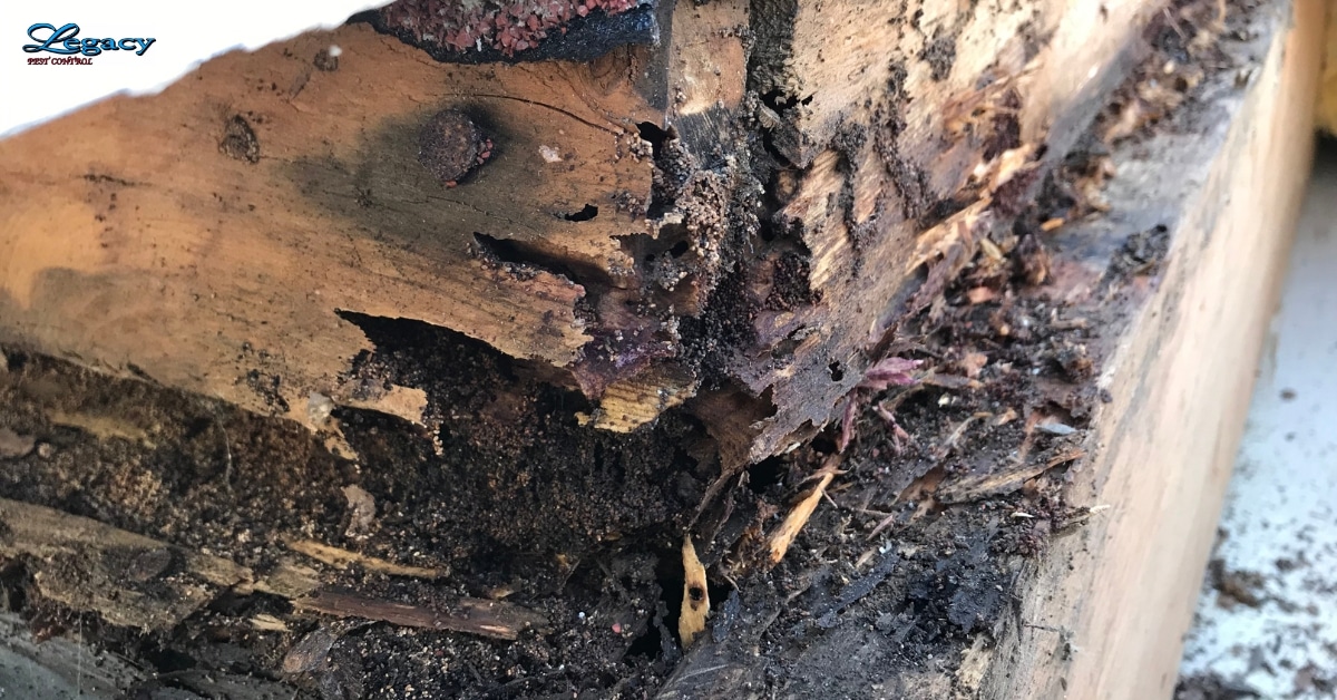Termite damage visible inside a wooden beam