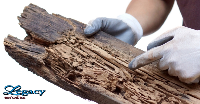 Termite infestation photo - Legacy Pest Control