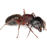 Carpenter Ants Pest Control & Extermination Services In Utah