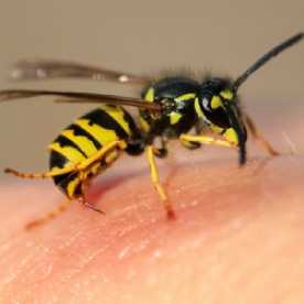 Wasps, Hornets, Yellow Jackets Pest Control Utah