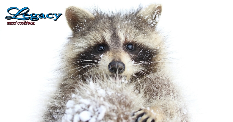 Raccoon - Put the Freeze on Winter Pests