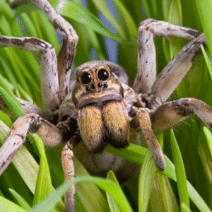 Close-up of a large spider with prominent eyes and hairy legs among green blades of grass, a typical sight around Utah homes where spider prevention is often necessary.