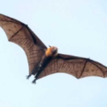Bat Removal in Utah