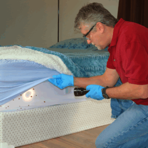 After finding bed bugs, a man wearing gloves uses a flashlight to inspect a mattress, lifting the bedsheet near visible bug stains to determine what to do next.
